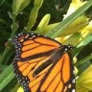 Meet your Posher, Roberta